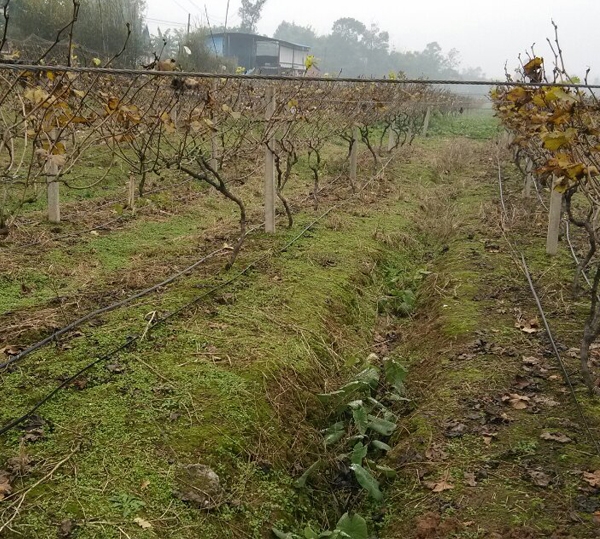 滴灌（guàn）管案例