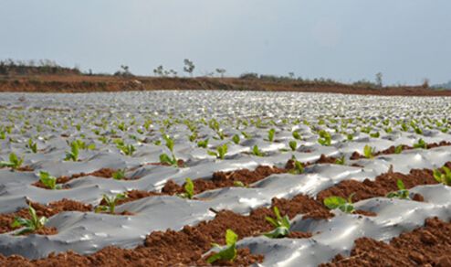 地膜 地膜