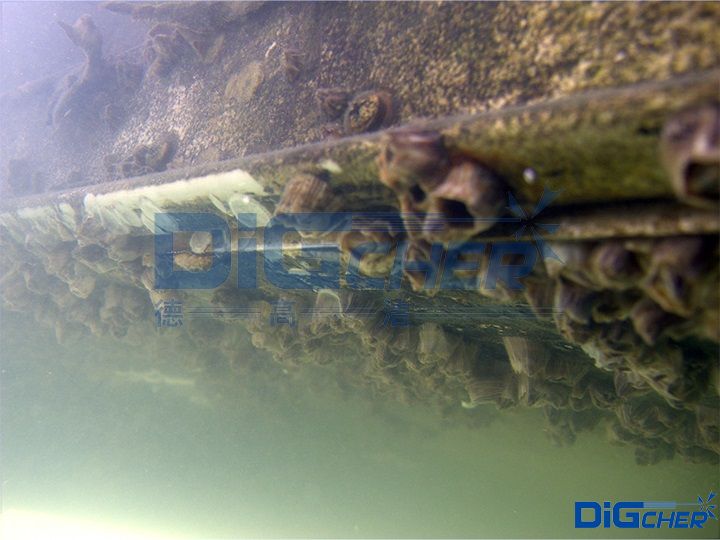 藤壺附著在海底設施（shī）表麵